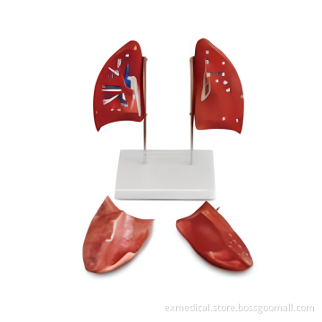 Left and Right Lung Anatomy Model